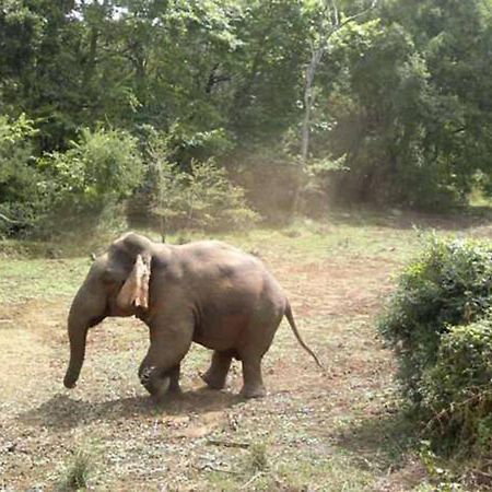 Safari Horizon Udawalawe Bed & Breakfast エクステリア 写真