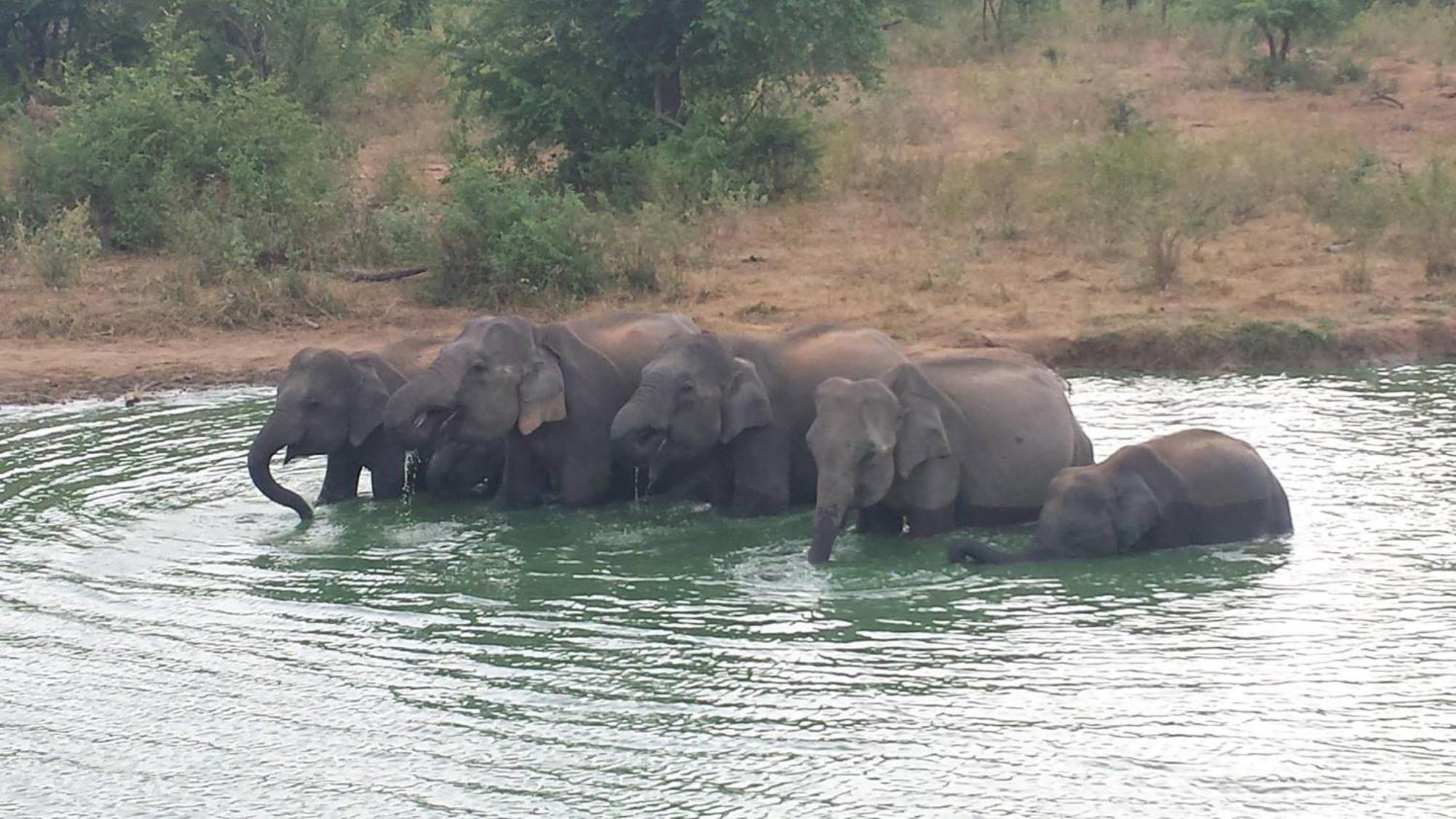 Safari Horizon Udawalawe Bed & Breakfast エクステリア 写真