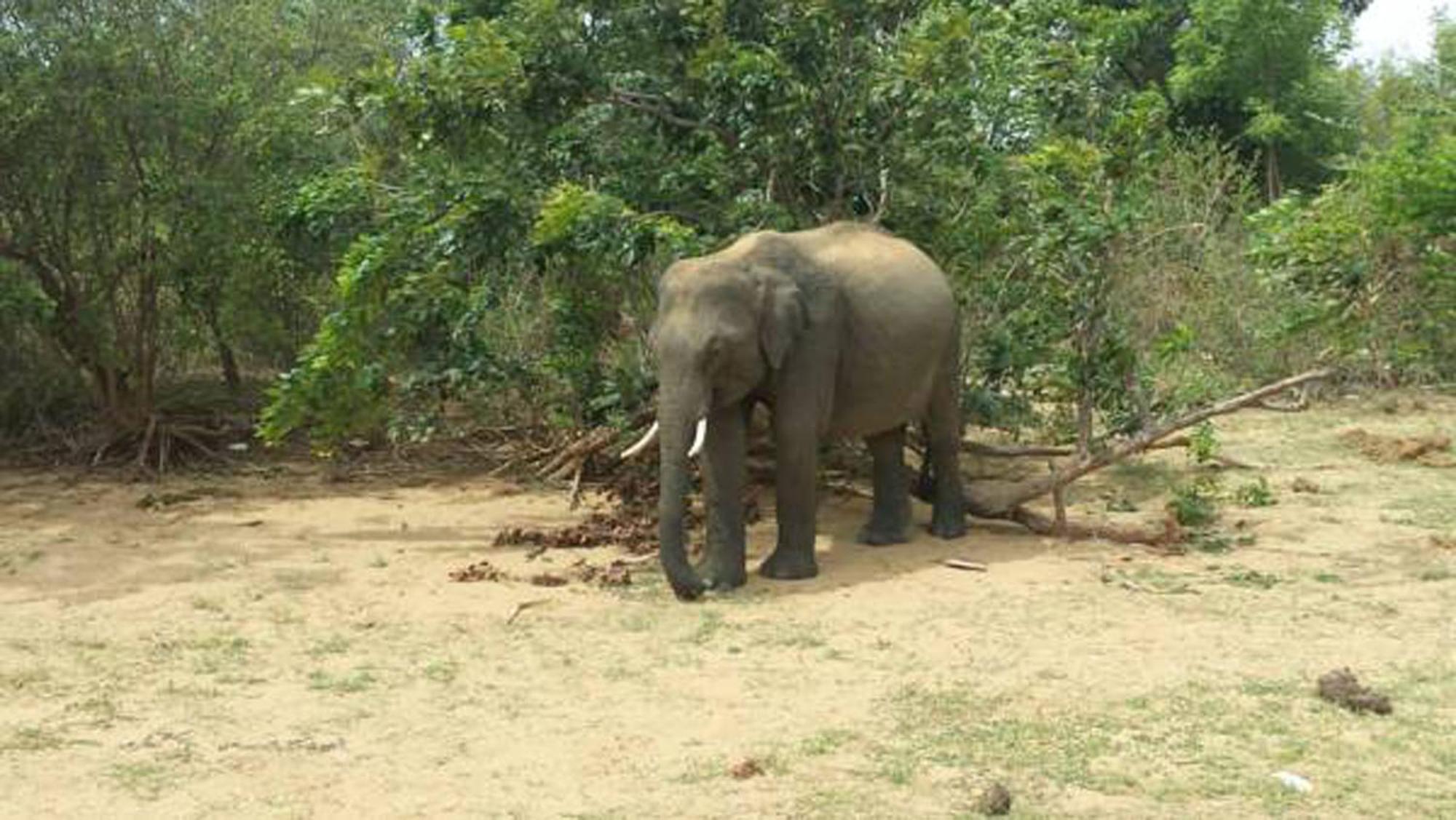 Safari Horizon Udawalawe Bed & Breakfast エクステリア 写真